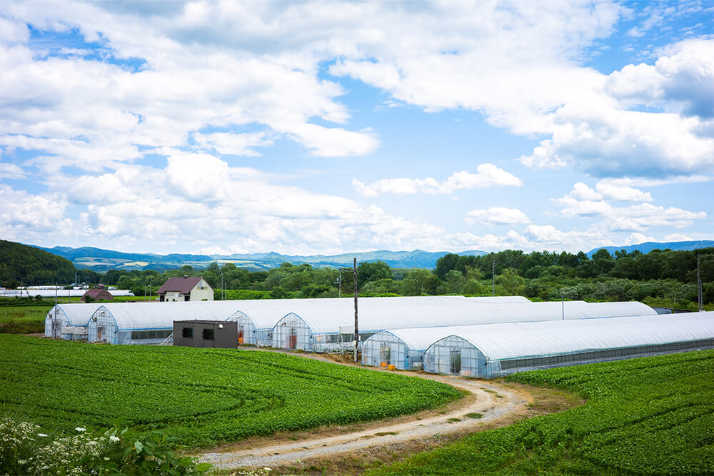 高糖度フルーツトマト「プレシャス」のイメージ06